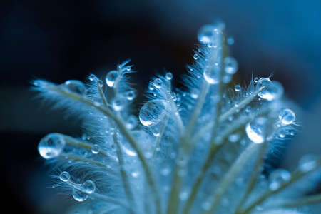 Medical plant Eastern Pasqueflower ( Pulsatilla Patens) covered with water drops and snow , macro, closeup, drops on the leavesの写真素材