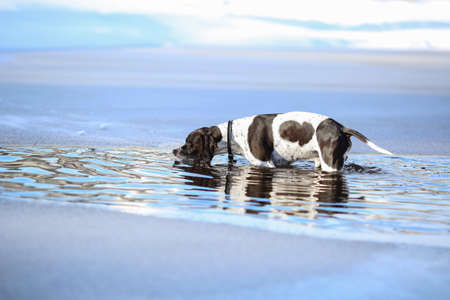 Dog english pointer standing in the icy water