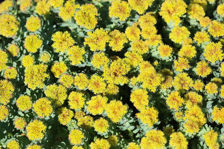 Blooming yellow medical plant Rhodiola Rosea ( Roseroot, Rosenrot) closeup