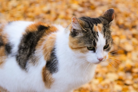 colorful cat walking in the autumn park in octoberの写真素材