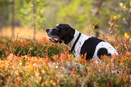 Dog english pointer sitting  in the autumn forestの写真素材