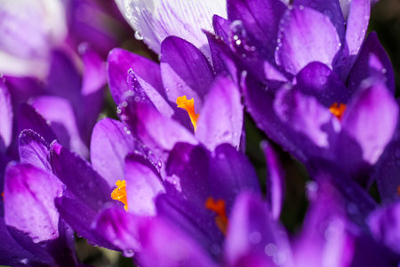 Blue blooming crocus covered with water drops, macro, closeup
