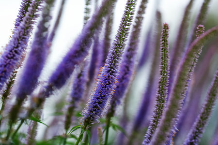 Blue flower Veronica Longifolia in the garden, closeupの写真素材