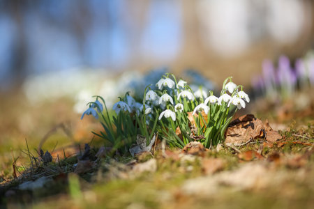 Galanthus nivalis, the snowdrop or common snowdrop, is the best-known and most widespread of the 20 species in its genus, Galanthus.の写真素材