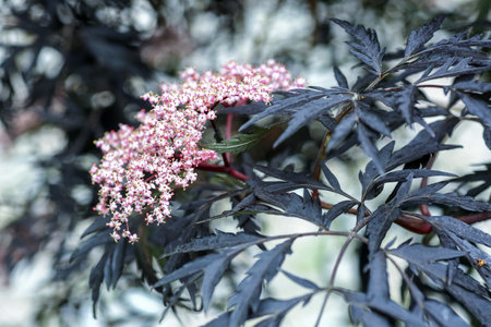 Sambucus nigra is a species complex of flowering plants in the family Adoxaceae native to most of Europe. Common names include elder, elderberry, black elder, European elder, European elderberry, European black elderberry and tramman (Isle of Man).の写真素材