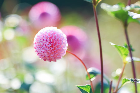 Dahlia is a member of the Compositae (also called Asteraceae) family of dicotyledonous plants, blooming in the autumnの写真素材