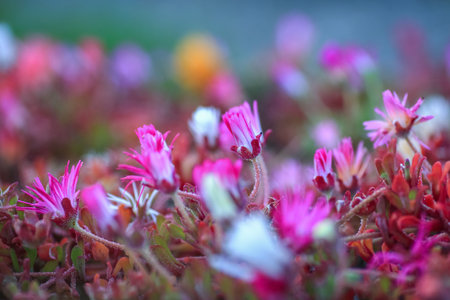 Dorotheanthus bellidiformis (formerly known as Mesembryanthemum criniflorum) is a succulent...