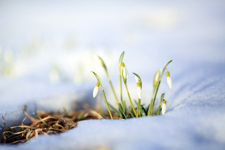 Galanthus nivalis, the snowdrop or common snowdrop, is the best-known and most widespread of the 20 species in its genus, Galanthus.の写真素材
