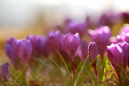 Plantation of the blooming blue  Crocuses in the parkの写真素材