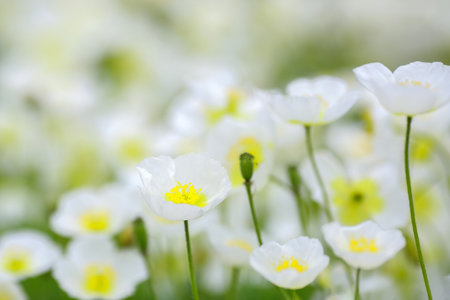 Anemone obtusiloba is a rare alpine plant native to the mountainous regions of Pakistan, Burma, Nepal and Tibet.の写真素材