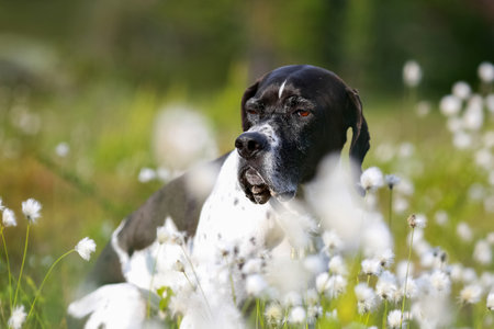 Dog english pointer portrait in the sunny swamp surrounded of white cotton grassの写真素材