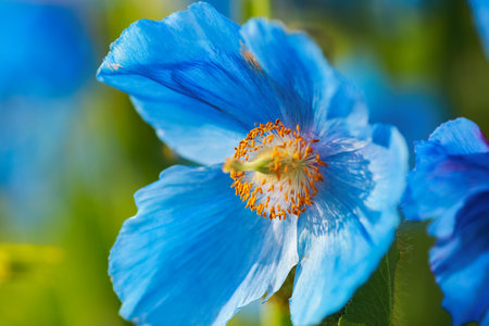 Blooming plant Meconopsis Grandis on the green backgroundの写真素材