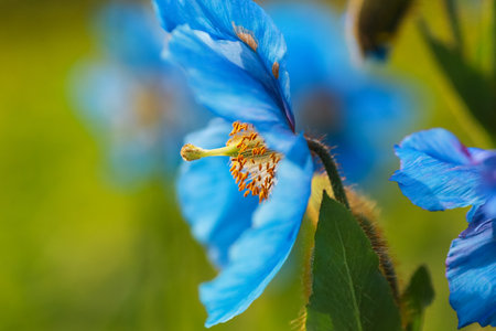 Blooming plant Meconopsis Grandis on the green backgroundの写真素材