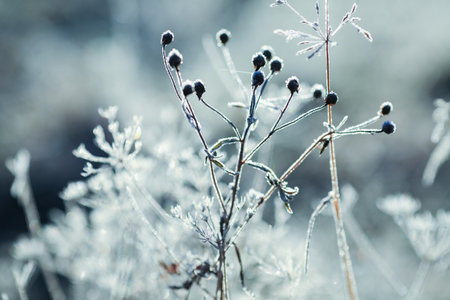 Plants and leaves covered with frost in the autumn