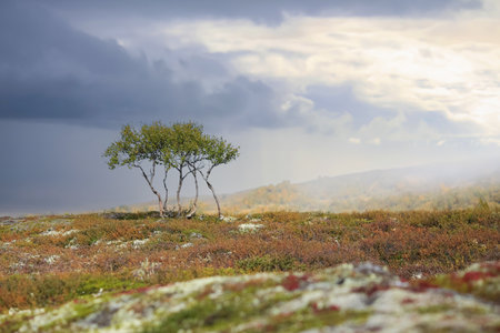 Trees on the hill and colorful alpine flora  in the Forollhogna National Park, located in the central part of Norwayの写真素材