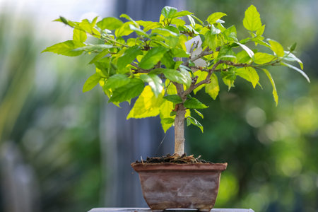 Bonsai is the Japanese and East Asian art of growing and training miniature trees in containersの写真素材