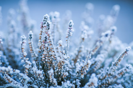 Heather  covered with ice and frost in the cold weather in the fallの写真素材