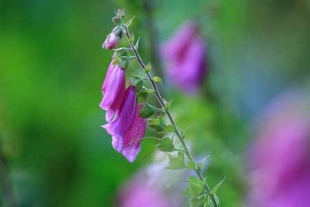 Blooming medical plant Foxglove ( Digitalis Purpurea) on the green backgroundの写真素材