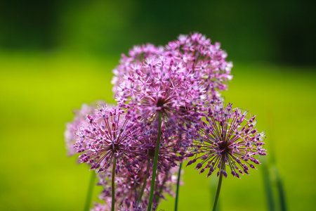 Blooming purple plant Allium closeup, on the green backgroundの写真素材