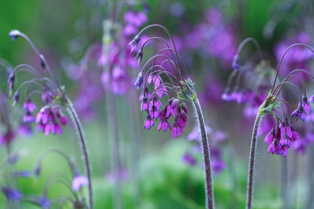 Primula Matthioli, synonym Cortusa Matthioli, sometimes called Alpine bells is a flowering plant with a wide distribution in the Palearctic, both in Europe and in temperate Asiaの写真素材