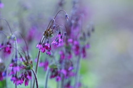 Primula Matthioli, synonym Cortusa Matthioli, sometimes called Alpine bells is a flowering plant with a wide distribution in the Palearctic, both in Europe and in temperate Asiaの写真素材