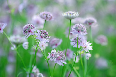 Astrantia major, the great masterwort, is a species of flowering plant in the family Apiaceae.の写真素材
