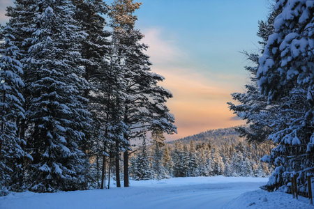Snowy winter forest in the mountains in Norway during sunsetの写真素材