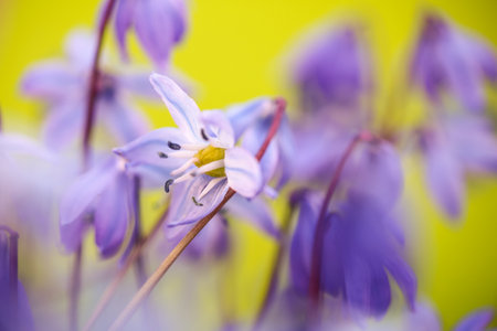 Blue plant Scilla Siberica blooming in the spring, macro, closeupの写真素材