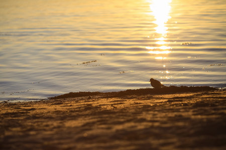 Spring in Norway, view of Trondheim fjord and sandpiper watching sunny sunset in the Gaulosen nature reserveの写真素材