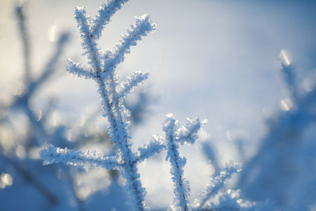 Plant covered with frost and snow in the winter