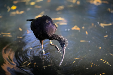 The glossy ibis (Plegadis falcinellus) is a water bird in the order Pelecaniformes and the ibis and...