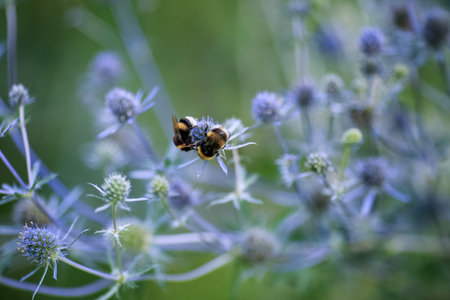 Eryngium giganteum, commonly called sea holly or giant sea holly, is a large, coarse, thistle-like, clump-forming biennial or short-lived perennialの写真素材