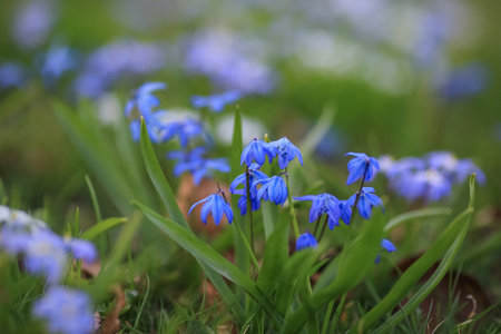 Spring background with blooming blue plant Scilla Siberica in the park