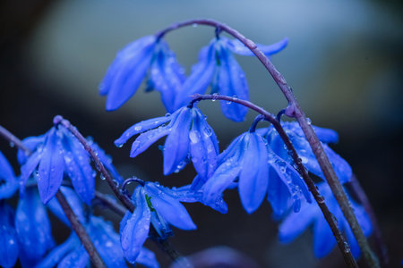 Blooming plant Scilla Siberica  covered with water drops in the spring