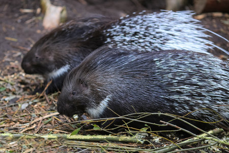 Closeup portrait of Indian Crested Porcupine (Hystrix Indica)の写真素材
