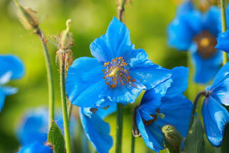 Blooming blue himalayan plant Meconopsis Grandisの写真素材