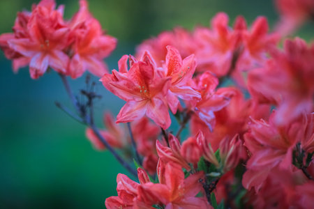 Blooming purple plant in the spring, closeupの写真素材