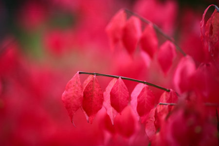 Vivid colorful euonymus alatus leaves in the autumnの写真素材