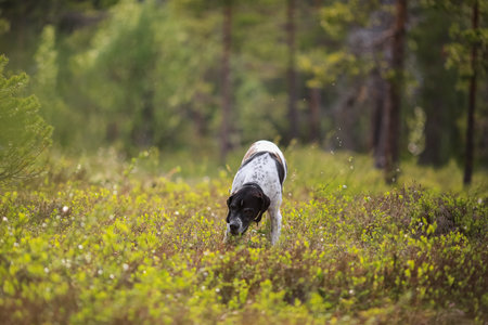 Dog english pointer hunting  in the wild forest