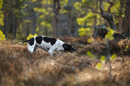 Dog english pointer hunting in the wild forest