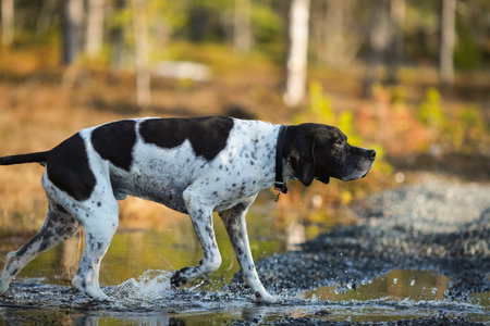 Dog english pointer hunting in the wild forest