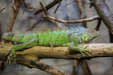 The green iguana (Iguana iguana), also known as the American iguana is a large, arboreal, mostly...