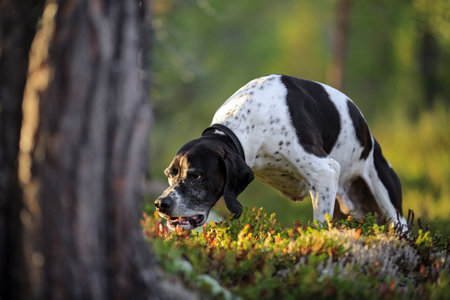 Dog english pointer hunting in the wild autumn forestの写真素材