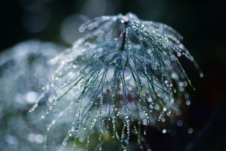 Fall in the air, plants, trees and gress covered with dew drops , closeup