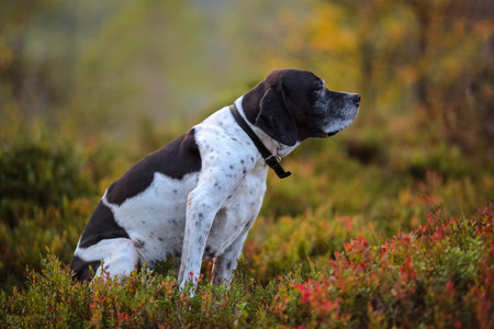 Dog english pointer portrain in the autumn forest