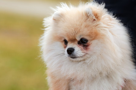 Pomeranian dog portrait in the autumn garden, closeupの写真素材