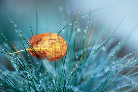 yellow autumn leaf and grass covered with water drops after rainy weather