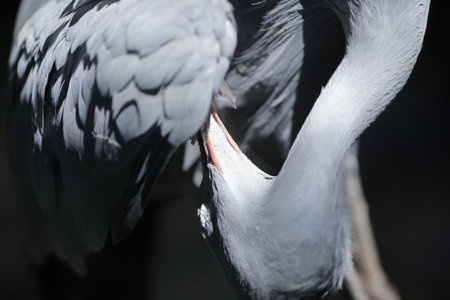 Portrait of the Blue Crane, scientifically known as Anthropoides paradiseusの写真素材