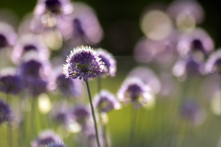 Plantation of blooming plant Allium in the garden