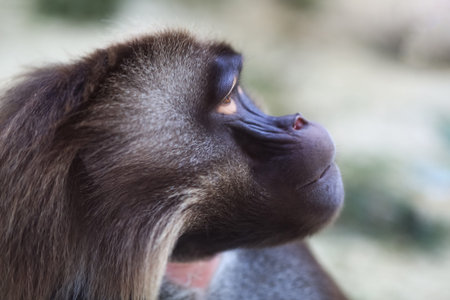 The gelada (Theropithecus gelada) portrait, also called the bleeding-heart monkey or the gelada baboonの写真素材